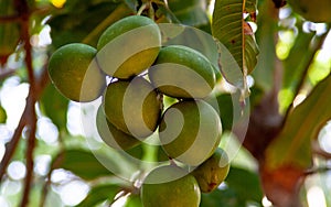 Close up from exotic mango tree