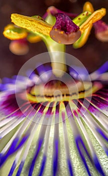 Close up of Exotic Passion flower, Passiflora caerulea