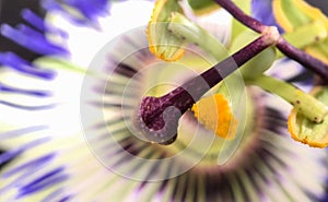 Close up of Exotic Passion flower, Passiflora caerulea