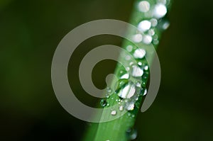 Close-up exotic plant leaf with water drops , Beautiful green grasses texture with drops of water