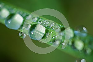 Close-up exotic plant leaf with water drops , Beautiful green grasses texture with drops of water