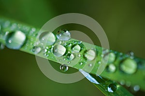 Close-up exotic plant leaf with water drops , Beautiful green grasses texture with drops of water