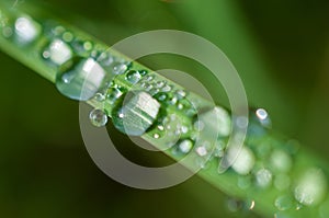 Close-up exotic plant leaf with water drops , Beautiful green grasses texture with drops of water