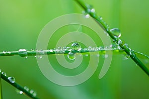 Close-up exotic plant leaf with water drops , Beautiful green grasses texture with drops of water