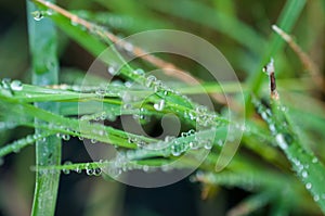 Close-up exotic plant leaf with water drops , Beautiful green grasses texture with drops of water