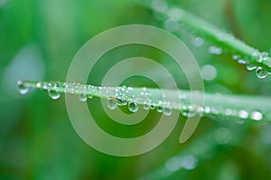 Close-up exotic plant leaf with water drops , Beautiful green grasses texture with drops of water
