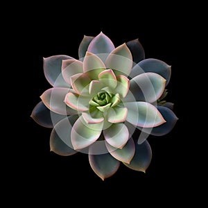 Close-up of an exotic plant, likely cactus or succulent. It is positioned on top of black background, allowing for