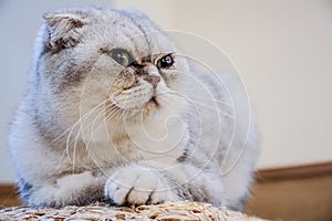 Close up Exotic Shorthair cat is looking this way and wondered something photo