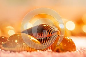 Close up of exotic spiral sea shells with blurred backgrounds. Beautiful bokeh and soft lighting