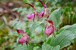 Close-up of exotic wild forest orchids. Plant slipper Cypripedium macranthos lady