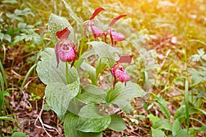 Close-up of exotic wild forest orchids.  Plant slipper Cypripedium macranthos lady