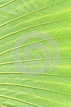 A Close-Up Exploration of Green Leaf Texture and Background