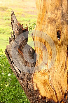 Exposed tree with broken branch photo