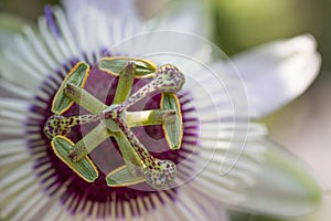 close-up of the extraordinary pistil of the blossom of a blue passion flower