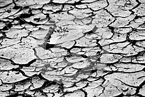 Close up of extremely dry, cracked soil ground texture in black and white