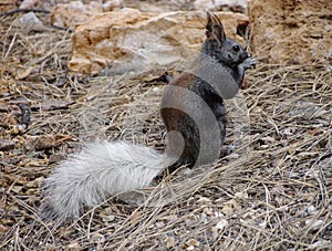 Close-up of extremely rare Kaibab squirrel near North Rim of Grand Canyon photo