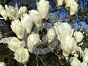 Close-up of extremely white magnolia blossoms in the Japanese Garden of Cologne .