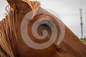 Close-up of the eye of a beautiful brown horse