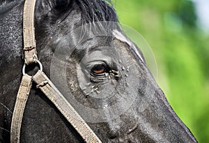 Close-up of the eye of a black horse suffered by insects