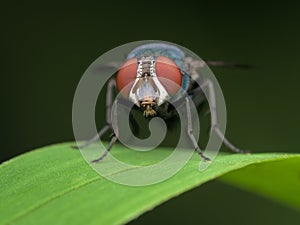 Close up eye of blue bottle fly perched on the leaf