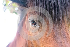 Close up eye of  brown horse , animal face background