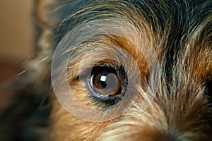 Close-up of the eye of a brown mongrel dog.