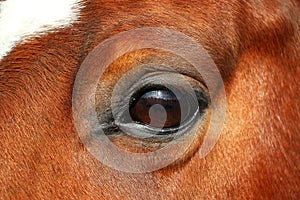 A close up of an eye from a brown quarter horse