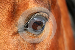 A close up of an eye from a brown quarter horse