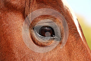 A close up of an eye from a brown quarter horse