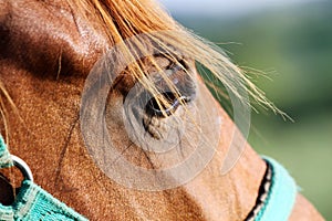 Close up eye of chestnut purebred horse