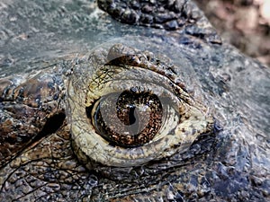 Close-up of an eye of a combed crocodile (Crocodylus porosus)