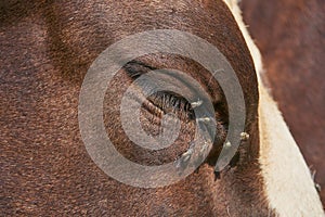 close-up of the eye of a cow and a fly, closed cow's eye close-up and flies are sitting