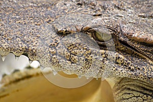 Close-up eye Crocodile
