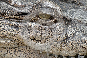 Close-up eye of a crocodile