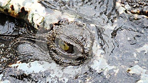 Close up eye of crocodile is shutting focus on camera