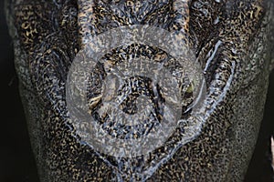 close up eye crocodile in water