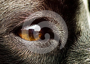 Close up on the eye of dog