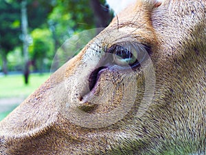 Close up eye of Eld`s deer.