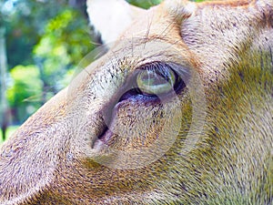 Close up eye of Eld`s deer.