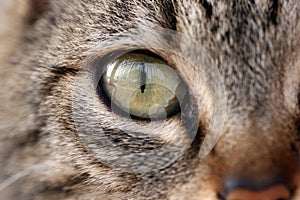 Close-up of the eye of the european cat