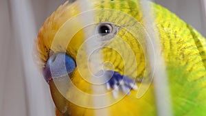 Close-up of the eye face of a green budgerigar in a cage. Macro. Pets songbirds. Parrot in a cage.Selective focus. talking birds