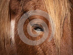 Close up of eye and fringe of a piebald pony