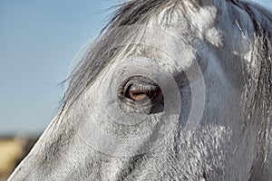 A close up of the eye of a horse