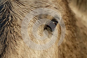 Close up of the eye of a  horse