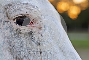 Close-up eye of a horse