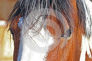 Close up of the eye of a horse