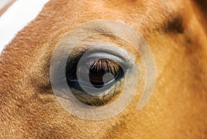 Close up eye of the horse