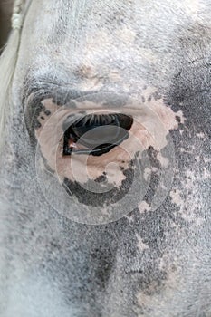 close up of eye of horse