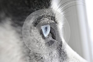 Close up eye of a husky dog