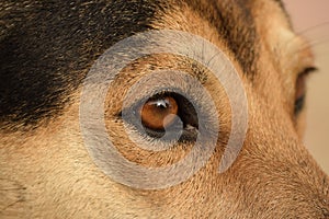 Close up of the eye of an indian pariah dog